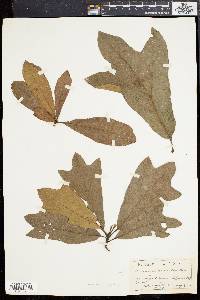 Quercus rudkinii image