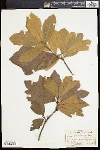 Quercus rudkinii image