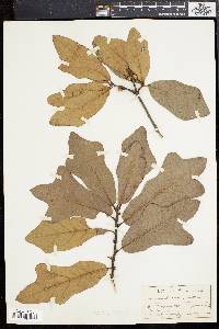 Quercus rudkinii image