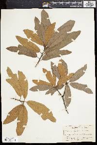 Quercus rudkinii image