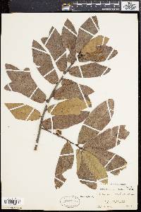 Quercus rudkinii image