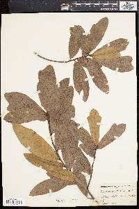 Quercus rudkinii image