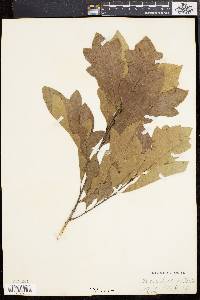 Quercus rudkinii image