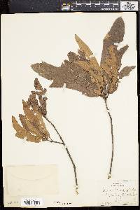 Quercus rudkinii image