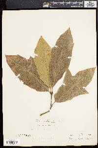 Quercus rudkinii image