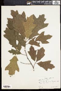 Quercus rudkinii image