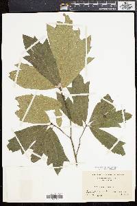 Quercus rudkinii image