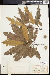 Quercus rudkinii image