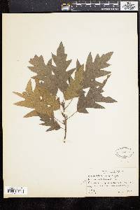 Image of Quercus × runcinata