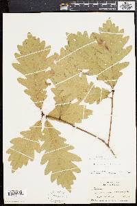 Quercus × saulii image