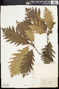 Quercus × saulii image