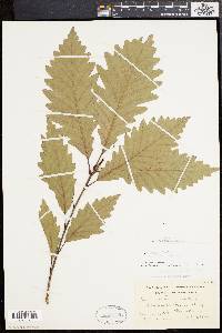 Quercus × saulii image