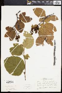 Alnus alnobetula image