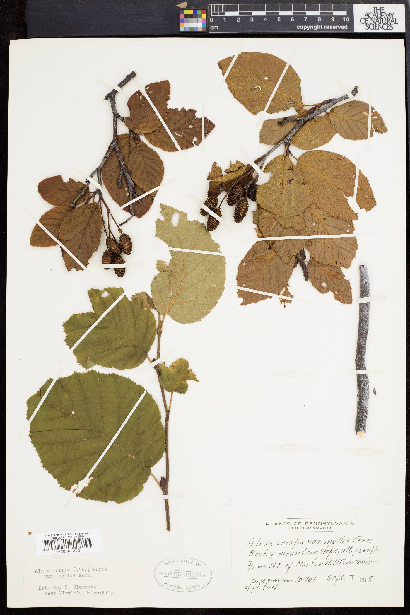 Alnus alnobetula image