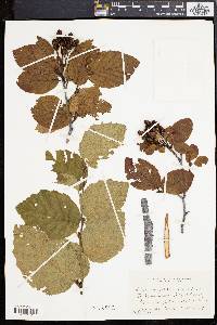 Alnus alnobetula image