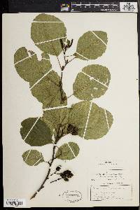 Alnus glutinosa image