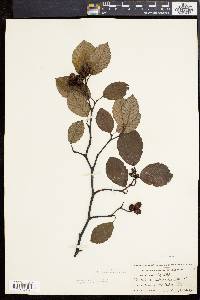 Alnus incana subsp. rugosa image