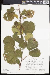 Alnus incana subsp. rugosa image