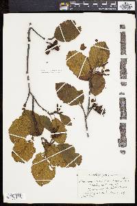 Alnus incana subsp. rugosa image