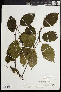 Alnus incana subsp. rugosa image