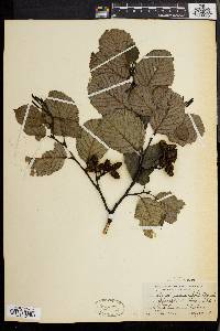 Alnus incana subsp. rugosa image