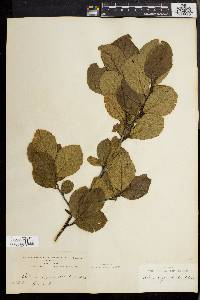 Alnus incana subsp. rugosa image