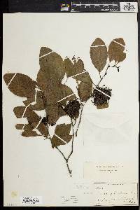 Alnus incana subsp. rugosa image