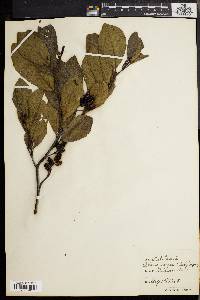 Alnus incana subsp. rugosa image