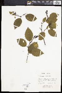 Alnus incana subsp. rugosa image