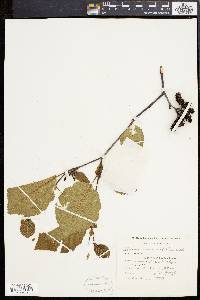 Alnus incana subsp. rugosa image