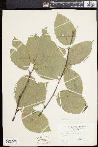 Betula alleghaniensis image