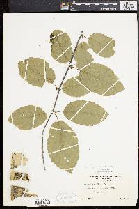 Betula alleghaniensis image