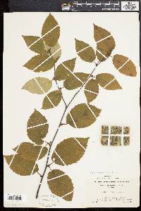 Betula alleghaniensis image