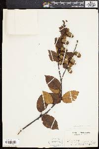 Betula alleghaniensis image