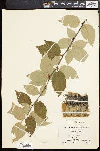 Betula alleghaniensis image