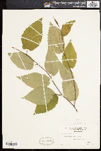 Betula alleghaniensis image