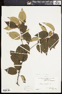 Betula alleghaniensis image