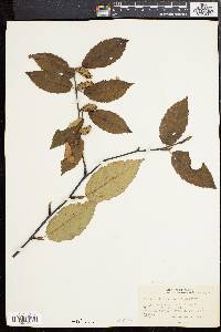 Betula alleghaniensis image