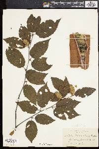 Betula alleghaniensis image