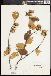 Betula alleghaniensis image