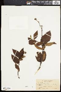 Betula alleghaniensis image