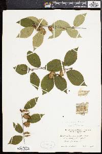 Betula alleghaniensis image