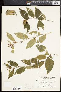 Betula alleghaniensis image