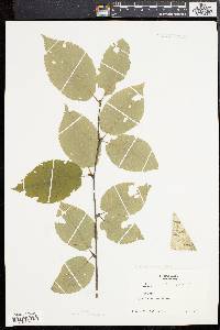 Betula alleghaniensis image