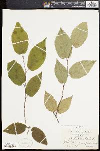 Betula alleghaniensis image