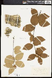 Betula alleghaniensis image