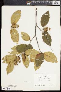 Betula alleghaniensis image