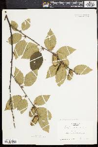 Betula alleghaniensis image