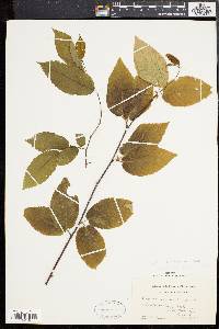 Betula alleghaniensis image