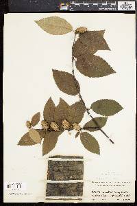 Betula alleghaniensis image